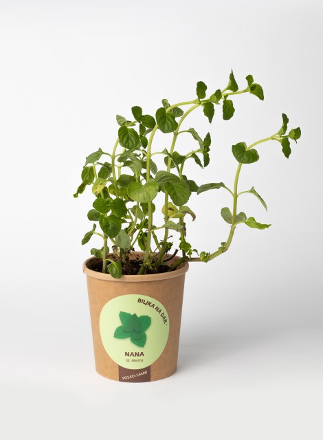 nana-biljka
